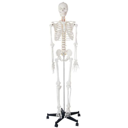 Adult Human Skeleton Anatomy Model