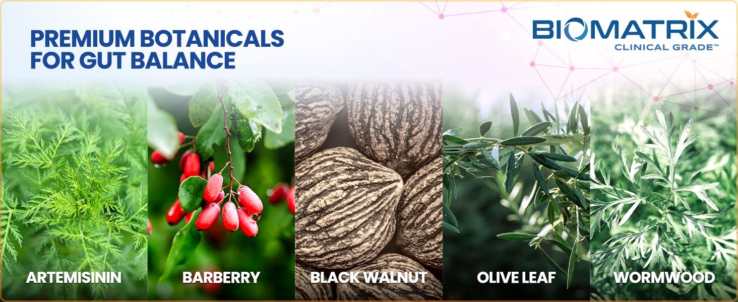 artemisinin barberry black walnut olive leaf wormwood