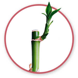 10.5mg Silica from Organic Bamboo