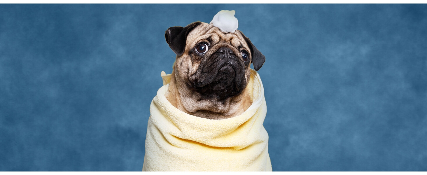 Pug wrapped in a light yellow blanket against a blue studio background, showing just the head and shoulders of the dog.