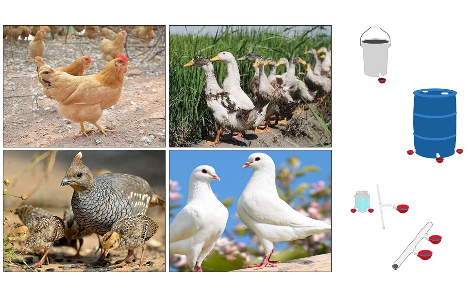 chicken watering cups