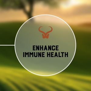 Improve Histamine Metabolism