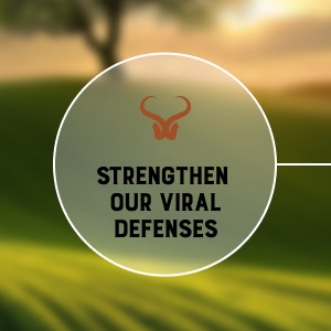 Improve Immune Health