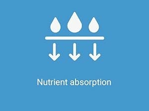 protein, acid, pectinase, phytase, carbohydrates, vegtables,