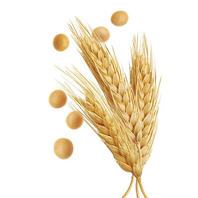 app_03_wheat