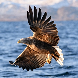 eagle