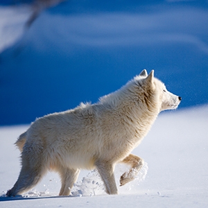 snow
