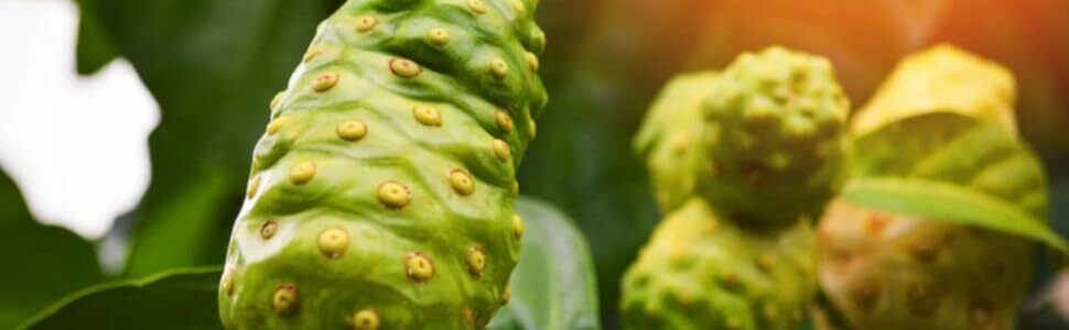 Noni fruit with light leaks in the background