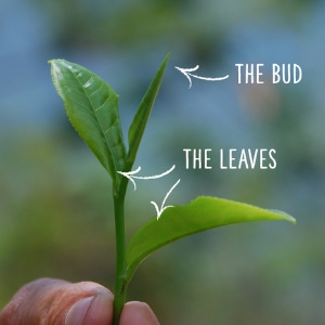 the bud and the leaves