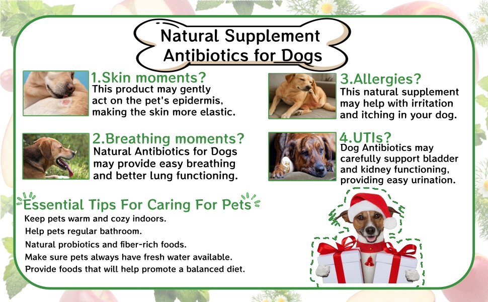 Text reads 'Natural Supplement Antibiotics for Dogs'. Infographic showing tips for pet care with illustrations of dogs and numbered sections about breathing moments, UTIs, and essential care tips.