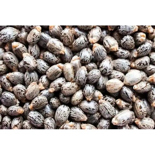 Organic Castor Seed - 250g