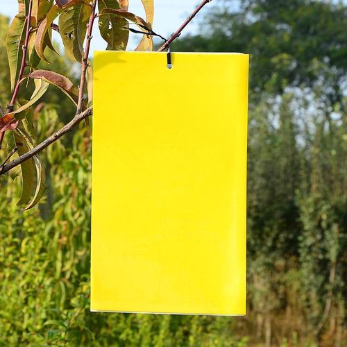 Sticky insect traps: yellow sticky traps, double-sided insect attractants, blue sticky traps, waterproof insect-killing traps to trap, attract, and kill aphids, whiteflies, and small flying insects.