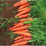 product_image_name-Generic-Carrot Seeds, Fruit Carrots, Four Seasons, Spring, Autumn, Winter Vegetables, Carrot Seeds-2