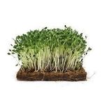 Herbsconnect Organic Clover Seeds for Sprouting  - 125g - image 2