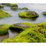 product_image_name-Bramble Berry-Sea Moss Fragrance Oil 118ml-3