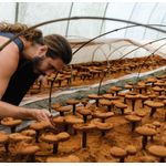 product_image_name-superfeast-Mason's Mushrooms Blend 50 grams-6