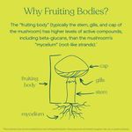 product_image_name-True Grace-Mushroom Cordyceps Energy & Endurance Support - 120 Capsules - Organic-7