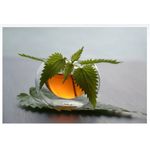 product_image_name-Monterey Club-Nettle Leaf Cut & Sifted 454Grams-2