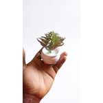 Mini Faux Succulent Potted Plant – Modern Compact Artificial Tabletop Décor