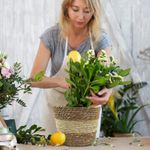 Generic Woven Plant Baskets, 3 Size Round Seagrass Planter Pots with Plastic Liners - image 5