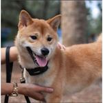 Good Life Ultrasonic Anti Bark Collar - image 5