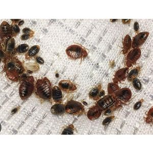 Pest Killer LESEKESE BEDBUGS AND COCKROACHES INSTANT KILLER - 500ML