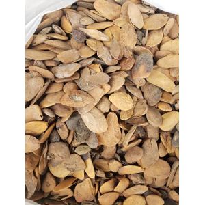 Seeds Abere Seed – Hunteria Umbellata - 200g