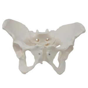 Flexible Female Pelvis Model Educational Female Anatomy Model for Adults Kids Science Education,Default NO5102