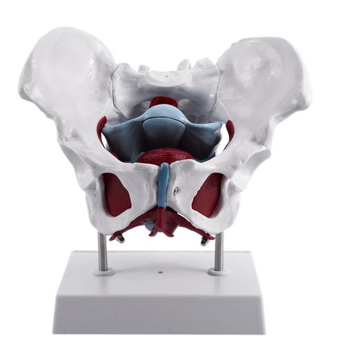 Female Pelvis,Female Pelvis With Pelvic Floor Muscle Model,Female