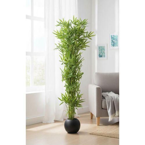 golden pothos soil Giant Variegated Golden Pothos Plant - Climbing Hawaiian