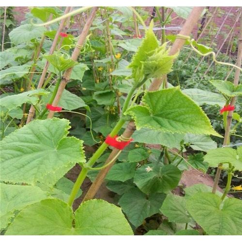 product_image_name-TodyJeyHo-Vines, vegetables, fruit tree anchoring machines, 20 binding rollers, 10,000 caps, screws, nuts, spare arches and blades-4