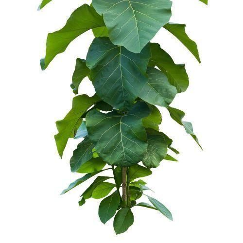 product_image_name-Bramble Berry-Litsea Essential Oil 7oz / 207ml-3