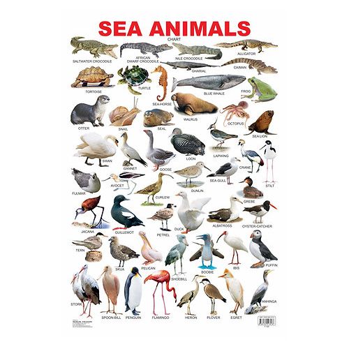 product_image_name-Dreamland Publications-Sea Animals, Educational Laminated Wall Chart-1
