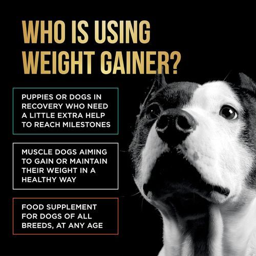 Weight gainer for dogs cheap