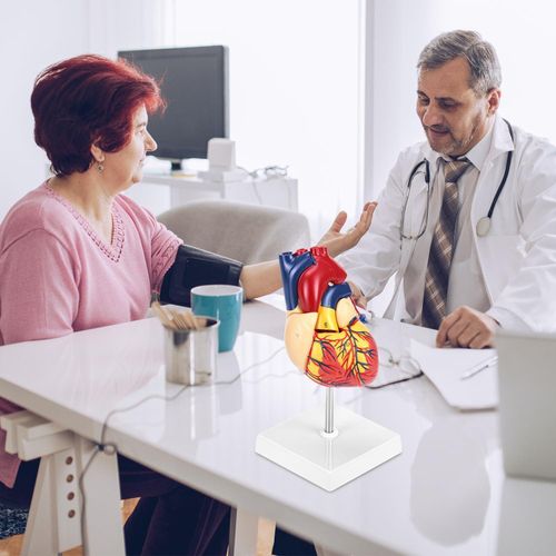 product_image_name-Generic-Human Heart Model, Anatomically Accurate Numbered 2-Part Life Size Heart Medical Model with 34 Anatomical Structures, Held Together with Magnets on Base-2