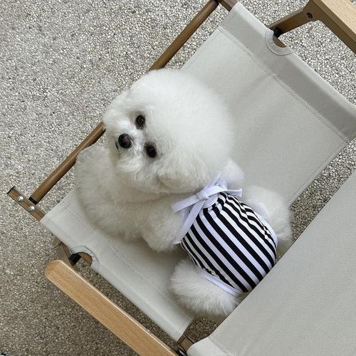 Swimsuit for small dogs cheap