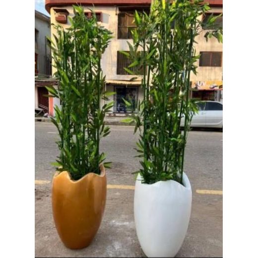 Beautiful Large Size Plant And Planter For Indoor/Outdoor