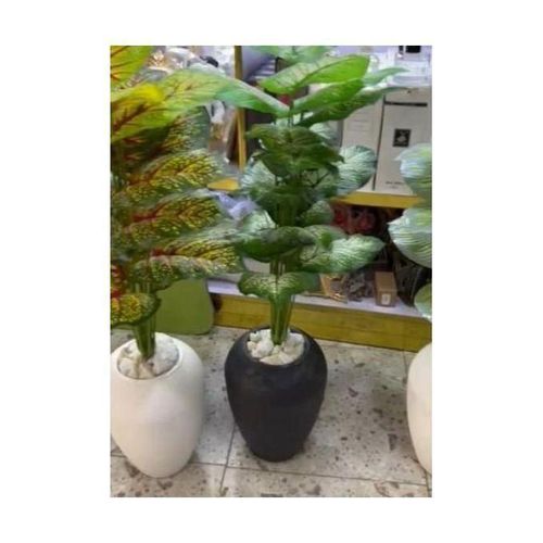 Unique and Beautiful Medium Size Plant And Planter
